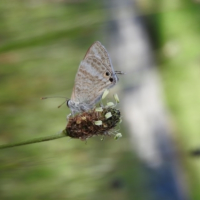 Lampides boeticus (Long-tailed Pea-blue) at Fadden, ACT - 5 Nov 2016 by ArcherCallaway