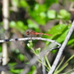 Diplacodes bipunctata (Wandering Percher) at Fadden, ACT - 5 Nov 2016 by ArcherCallaway