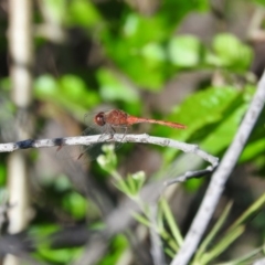 Diplacodes bipunctata (Wandering Percher) at Fadden Hills Pond - 4 Nov 2016 by RyuCallaway