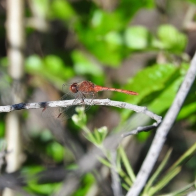 Diplacodes bipunctata (Wandering Percher) at Fadden, ACT - 5 Nov 2016 by ArcherCallaway