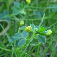 Trifolium campestre (Hop Clover) at Fadden Hills Pond - 4 Nov 2016 by RyuCallaway