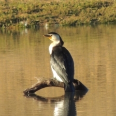 Microcarbo melanoleucos (Little Pied Cormorant) at Kambah, ACT - 3 Jun 2017 by michaelb