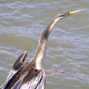 Anhinga novaehollandiae at Greenway, ACT - 7 Jun 2017