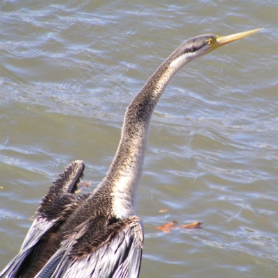 Anhinga novaehollandiae (Australasian Darter) at Greenway, ACT - 7 Jun 2017 by MatthewFrawley