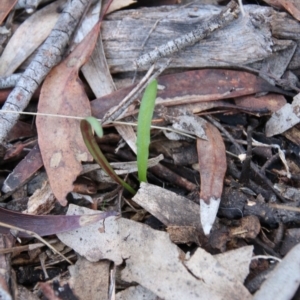 Microseris walteri at Canberra Central, ACT - 8 Jun 2017