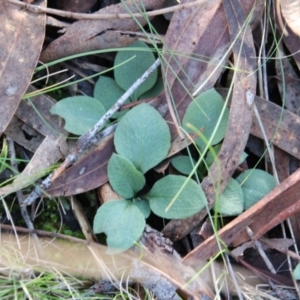 Diplodium sp. at Canberra Central, ACT - suppressed