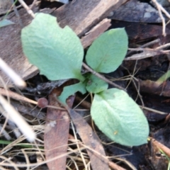 Diplodium sp. at Canberra Central, ACT - 8 Jun 2017