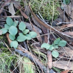 Diplodium sp. at Canberra Central, ACT - 8 Jun 2017