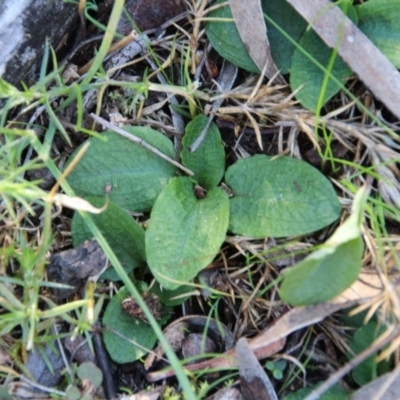 Pterostylis nutans (Nodding Greenhood) at Canberra Central, ACT - 8 Jun 2017 by petersan