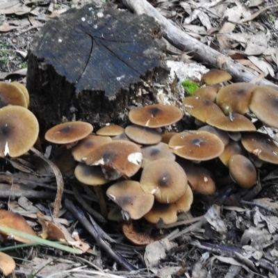 Armillaria luteobubalina (Australian Honey Fungus) at Paddys River, ACT - 8 Jun 2017 by JohnBundock