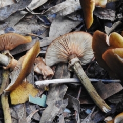 Armillaria luteobubalina at Paddys River, ACT - 8 Jun 2017 01:32 PM