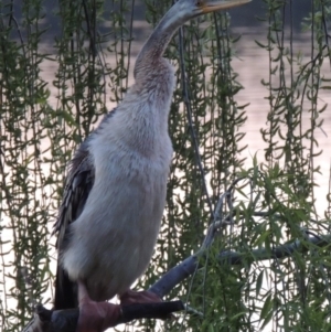 Anhinga novaehollandiae at Greenway, ACT - 26 Sep 2016