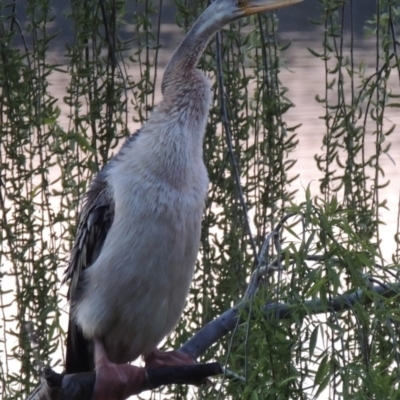 Anhinga novaehollandiae (Australasian Darter) at Greenway, ACT - 26 Sep 2016 by michaelb