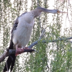 Anhinga novaehollandiae at Greenway, ACT - 26 Sep 2016 12:00 AM