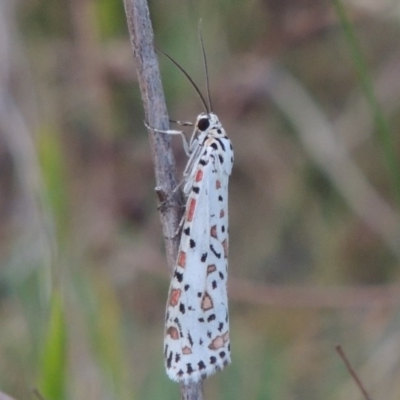 Utetheisa pulchelloides (Heliotrope Moth) at Paddys River, ACT - 6 Oct 2015 by MichaelBedingfield