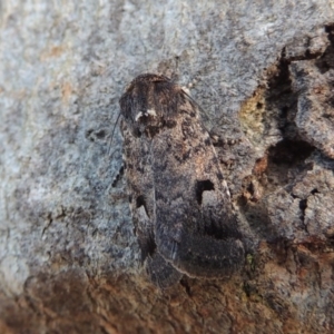 Thoracolopha verecunda at Conder, ACT - 20 Oct 2014