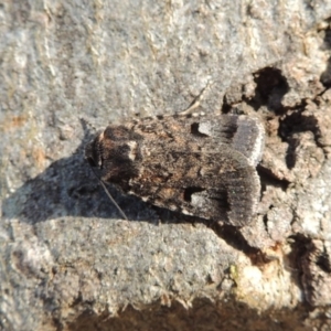 Thoracolopha verecunda at Conder, ACT - 20 Oct 2014