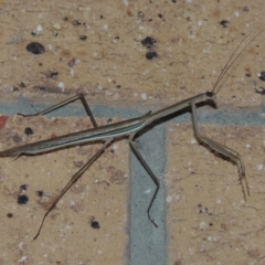 Tenodera australasiae (Purple-winged mantid) at Conder, ACT - 27 Feb 2015 by MichaelBedingfield