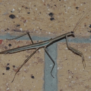 Tenodera australasiae at Conder, ACT - 27 Feb 2015 10:49 PM