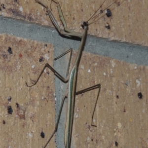 Tenodera australasiae at Conder, ACT - 27 Feb 2015 10:49 PM