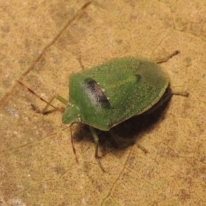 Nezara viridula at Conder, ACT - 31 Aug 2015 10:29 PM