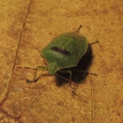 Nezara viridula at Conder, ACT - 31 Aug 2015 10:29 PM