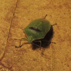 Nezara viridula at Conder, ACT - 31 Aug 2015