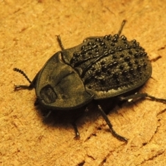 Helea ovata (Pie-dish beetle) at Urambi Hills - 22 Dec 2015 by michaelb