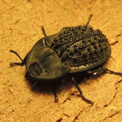 Helea ovata (Pie-dish beetle) at Urambi Hills - 22 Dec 2015 by michaelb