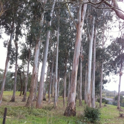 Eucalyptus globulus subsp. bicostata (Southern Blue Gum, Eurabbie) at Garran, ACT - 9 Jun 2017 by ruthkerruish