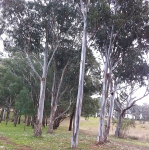 Eucalyptus globulus subsp. bicostata at Red Hill to Yarralumla Creek - 9 Jun 2017