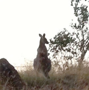 Macropus giganteus at Garran, ACT - 14 Apr 2017 12:00 AM