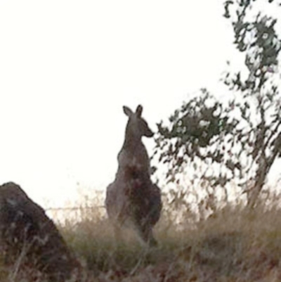 Macropus giganteus (Eastern Grey Kangaroo) at Garran, ACT - 14 Apr 2017 by ruthkerruish