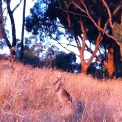 Macropus giganteus at Garran, ACT - 14 Apr 2017