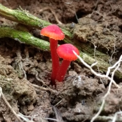 Hygrocybe sp. ‘red’ (A Waxcap) at Acton, ACT - 9 Jun 2017 by MattM