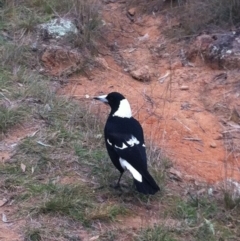 Gymnorhina tibicen (Australian Magpie) at Hughes, ACT - 9 Jun 2017 by ruthkerruish