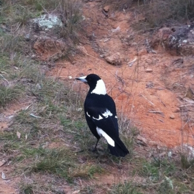 Gymnorhina tibicen (Australian Magpie) at Hughes, ACT - 8 Jun 2017 by ruthkerruish