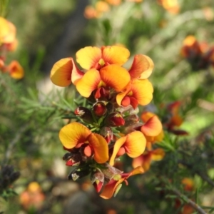 Dillwynia sericea at Fadden, ACT - 5 Nov 2016