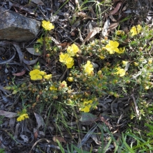 Hibbertia obtusifolia at Fadden, ACT - 5 Nov 2016