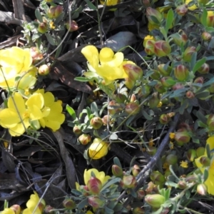 Hibbertia obtusifolia at Fadden, ACT - 5 Nov 2016