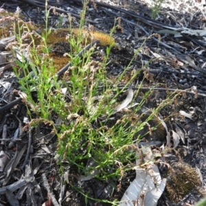 Gonocarpus tetragynus at Fadden, ACT - 5 Nov 2016