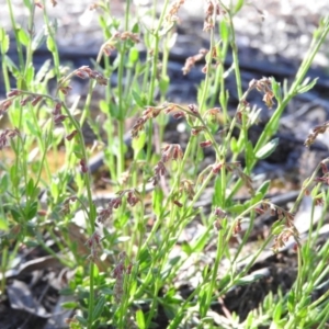 Gonocarpus tetragynus at Fadden, ACT - 5 Nov 2016