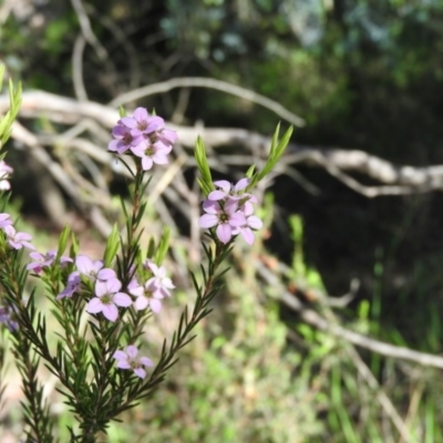 Coleonema pulchellum (Diosma) at Fadden, ACT - 5 Nov 2016 by ArcherCallaway