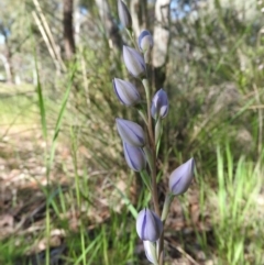 Thelymitra sp. (A Sun Orchid) at Fadden, ACT - 4 Nov 2016 by RyuCallaway