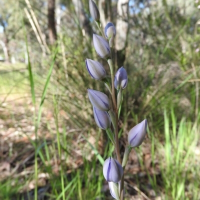 Thelymitra sp. (A Sun Orchid) at Fadden Hills Pond - 4 Nov 2016 by RyuCallaway