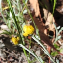 Chrysocephalum apiculatum (Common Everlasting) at Fadden Hills Pond - 4 Nov 2016 by RyuCallaway