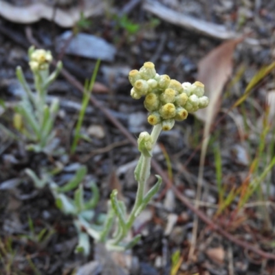 Pseudognaphalium luteoalbum (Jersey Cudweed) at Fadden Hills Pond - 4 Nov 2016 by RyuCallaway