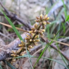 Lomandra longifolia (Spiny-headed Mat-rush, Honey Reed) at Fadden, ACT - 5 Nov 2016 by ArcherCallaway