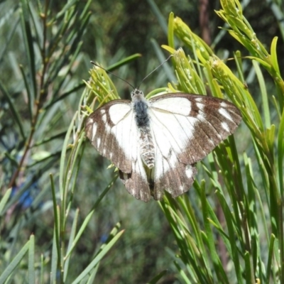 Belenois java (Caper White) at Fadden, ACT - 5 Nov 2016 by ArcherCallaway