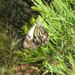 Belenois java at Fadden, ACT - 5 Nov 2016